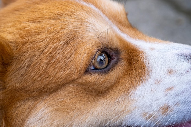 Un servizio fotografico all'aperto pet fotografia pembroke welsh soffici corgi cane dettaglio girato faccia sul parco nel sole mattutino splendere