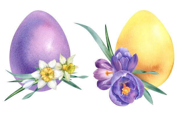 Un set di uova di Pasqua gialle e viola con fiori primaverili narcisi e crocuci illustrazione ad acquerello fatto a mano su sfondo bianco Clipart per la stampa di cartoline