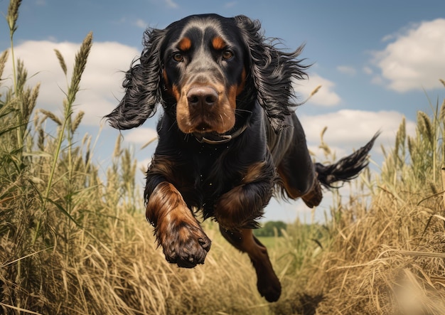 Un setter Gordon che partecipa a una prova sul campo mettendo in mostra le sue abilità di caccia