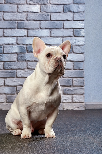 Un simpatico Bulldog francese color fulvo