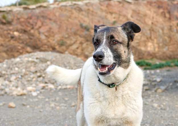 Un simpatico cane bastardo che corre con la bocca aperta