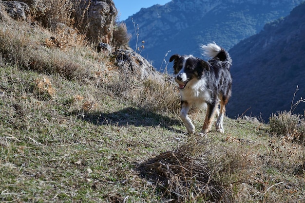 Un simpatico cane bianco e nero nelle montagne di Los Cahorros a Grenada in Spagna