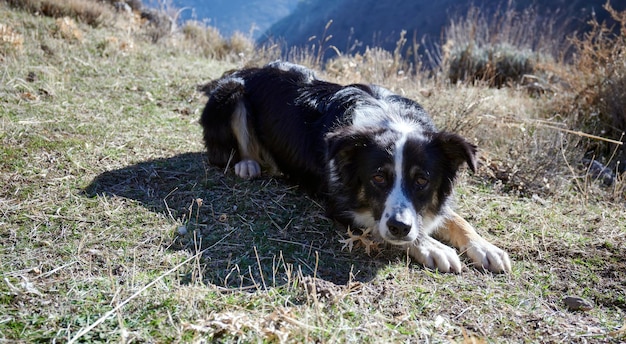 Un simpatico cane bianco e nero nelle montagne di Los Cahorros a Grenada in Spagna