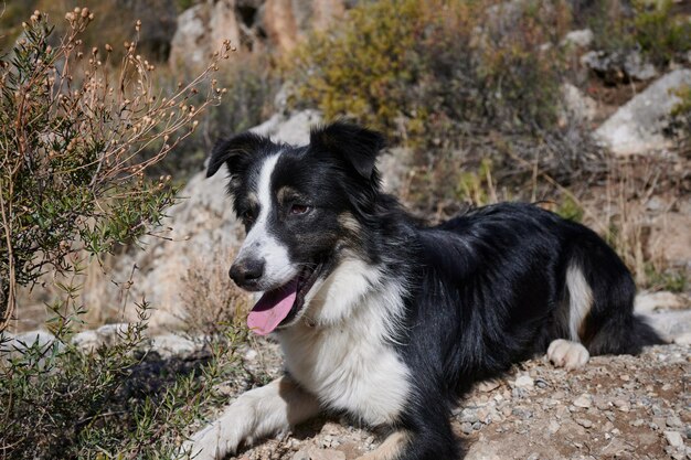 Un simpatico cane bianco e nero nelle montagne di Los Cahorros a Grenada in Spagna