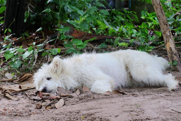 Un simpatico cane bianco sdraiato a terra nel giorno d'estate Concetto di animale e natura