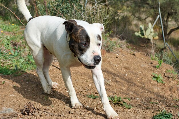 Un simpatico cane bull terrier in esecuzione