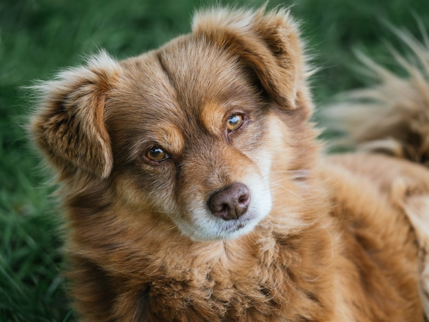 Un simpatico cane che guarda la telecamera