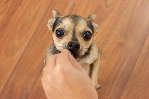 Un simpatico cane che terrier chiede cibo. Animale domestico affamato e mano con il cibo.