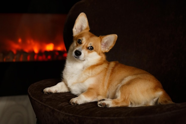 Un simpatico cane corgi si sdraia sul divano davanti al caminetto godendosi il calore e il comfort della casa nell'intim...