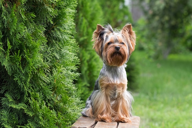 Un simpatico cane è seduto su una panchina in giardino