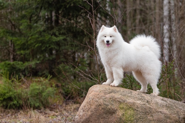 Un simpatico cane Samoiedo bianco si trova su un masso nella foresta di conifere