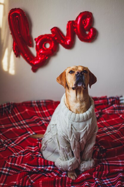 Un simpatico cane seduto sul pavimento con palloncini amore