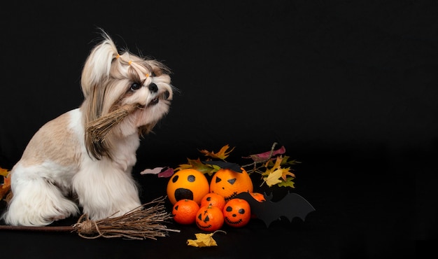 Un simpatico cane shih tzu con agrumi di halloween