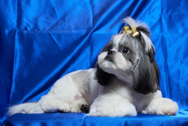 Un simpatico cane shih tzu con un inchino giace sul divano del cane di casa guardando la telecamera