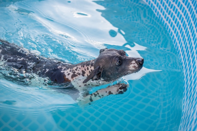 Un simpatico cane sta nuotando in una piscina con acqua blu in una giornata di sole estivo