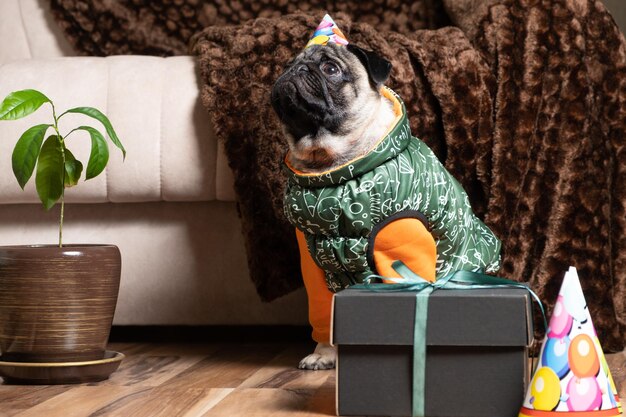 Un simpatico carlino con berretto e costume festivo siede vicino al regalo che l'animale festeggia il suo compleanno