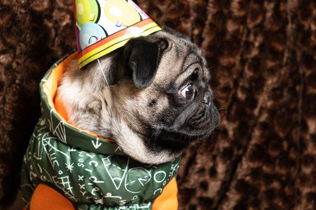 Un simpatico carlino con un berretto festeggia un compleanno distoglie lo sguardo