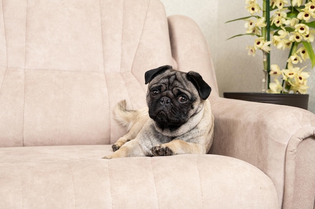 Un simpatico carlino di un anno giace su un divano beige chiaro