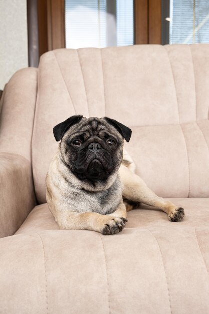 Un simpatico carlino di un anno giace su un divano beige chiaro