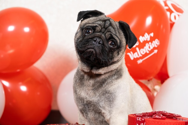 Un simpatico carlino divertente si siede vicino alle palle il giorno di San Valentino