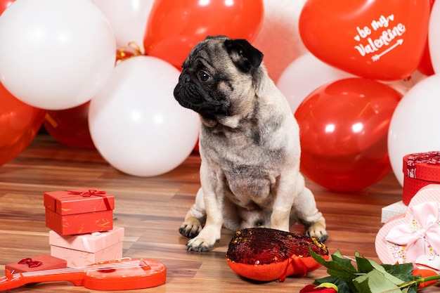 Un simpatico carlino festeggia San Valentino tra palline e pacchi regalo