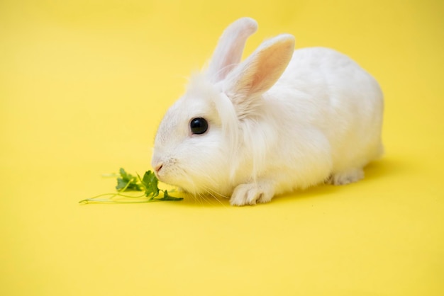 Un simpatico coniglio bianco si siede graziosamente su uno sfondo giallo con copia spazio felice pasqua animale domestico affascinante