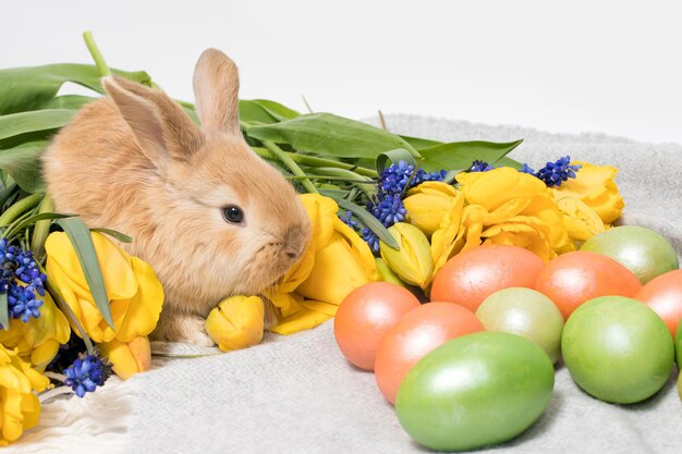 Un simpatico coniglio pasquale con uova dipinte e fiori primaverili su sfondo grigio