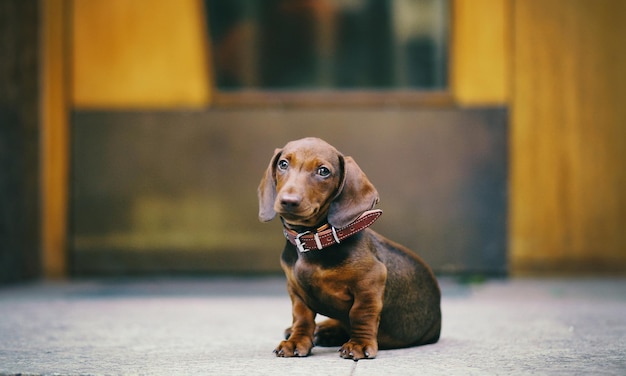 Un simpatico cucciolo di bassotto è seduto sul pavimento nella stanza.