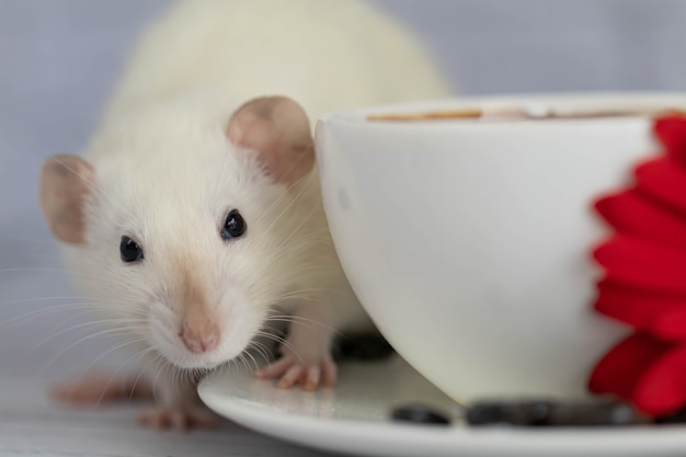 Un simpatico e divertente ratto decorativo bianco si siede accanto a una tazza di caffè. Mattina colazione.