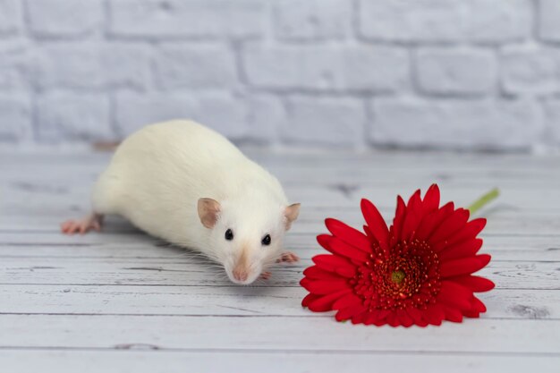 Un simpatico e divertente topolino decorativo bianco si trova accanto a un fiore di gerbera rosso. Primo piano del roditore su uno sfondo di un muro di mattoni bianchi.