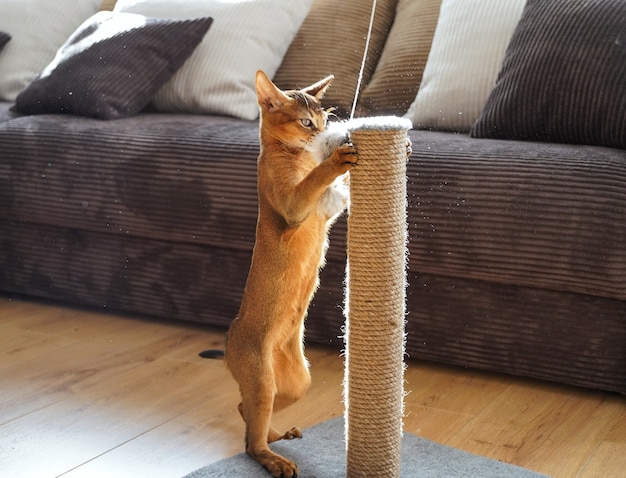 Un simpatico gattino abissino che gioca con un topo in un soggiorno