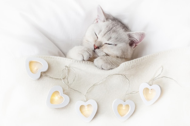 Un simpatico gattino bianco dorme su un letto bianco sotto una coperta lavorata a maglia con ghirlande luminose a forma di cuori. Vista dall'alto. Copia spazio