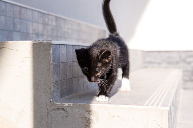 Un simpatico gattino bianco e nero cammina sulle scale della strada.