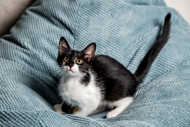 Un simpatico gattino bianco e nero con gli occhi gialli sul divano