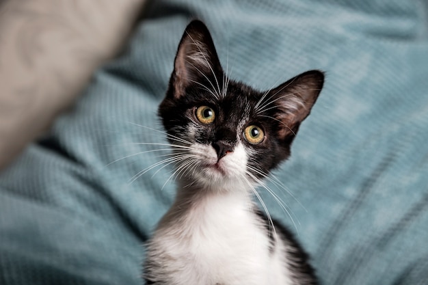 Un simpatico gattino bianco e nero con gli occhi gialli sul divano