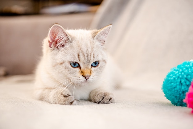 Un simpatico gattino britannico grigio chiaro con gli occhi azzurri è seduto su un divano grigio