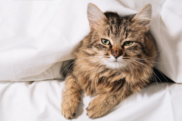 Un simpatico gattino dagli occhi verdi a strisce marroni si trova sotto una coperta e un lenzuolo bianchi