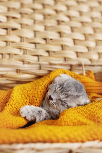 Un simpatico gattino grigio dorme in un cesto con una coperta giallo brillante. Pet, cura, amicizia