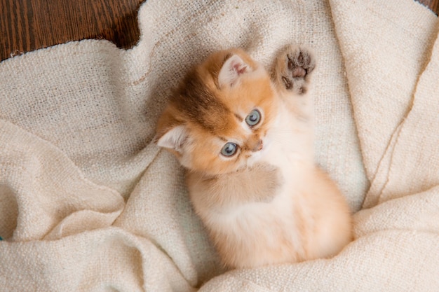 un simpatico gattino rosso su sfondo blu è avvolto in un plaid beige, vista dall'alto