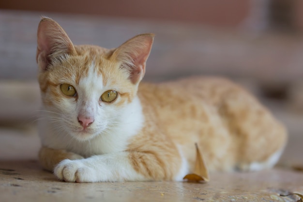 Un simpatico gatto arancione sdraiato a terra in attesa