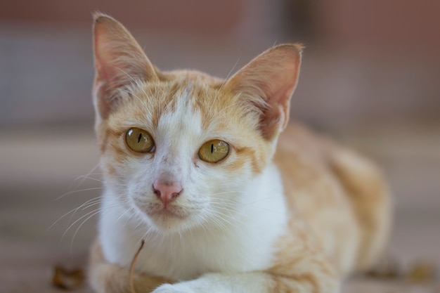 Un simpatico gatto arancione sdraiato a terra in attesa