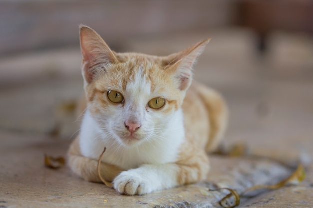 Un simpatico gatto arancione sdraiato a terra in attesa