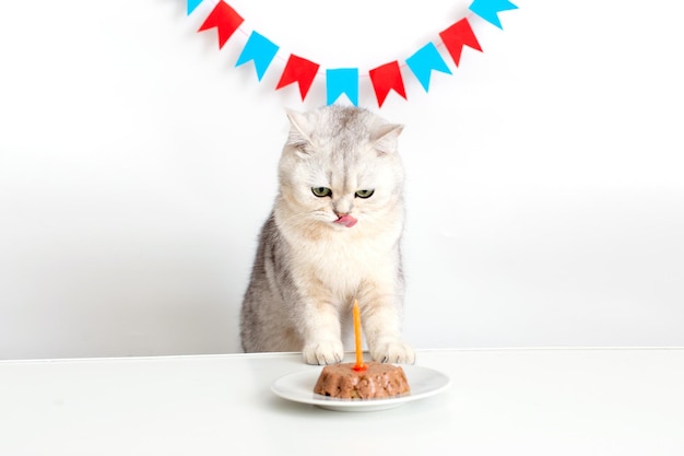 Un simpatico gatto bianco con un berretto di carta giallo si siede a un tavolo bianco con una torta di gatto in scatola con una candela a