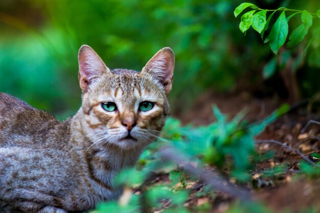 Un simpatico gatto con occhi e baffi gialli, simpatico gatto persiano dalle orecchie dritte di razza morbida e soffice