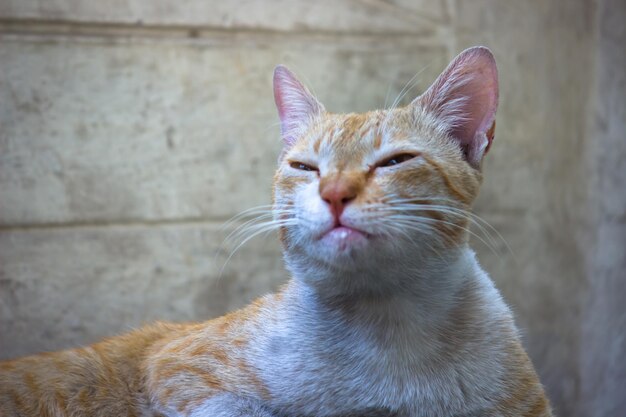 Un simpatico gatto con occhi gialli e baffi carino Morbido e soffice gattino di razza pura a pelo lungo