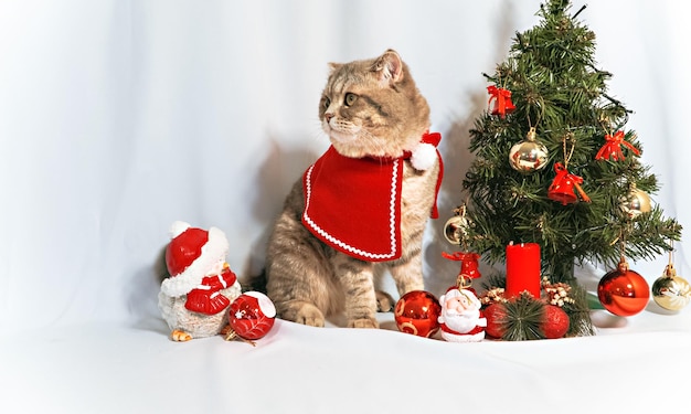 Un simpatico gatto di Natale Natale e Capodanno celebrazione concetto