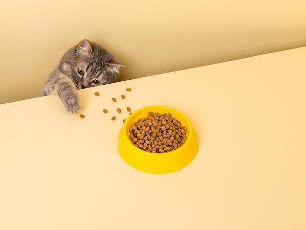 Un simpatico gatto grigio e una ciotola di cibo su sfondo giallo Raggiungere il suo piccolo ladro di cibo preferito