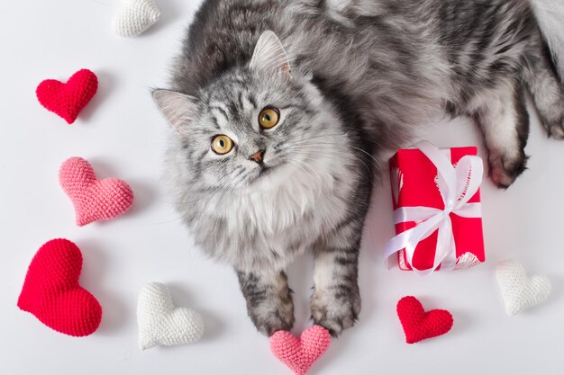 Un simpatico gatto grigio giace accanto a cuori lavorati a maglia Amore per gli animali domestici San Valentino Vista dall'alto piatta