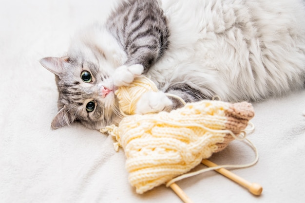 Un simpatico gatto grigio lanuginoso gioca allegramente con gomitoli di filo graffiati con zampe posteriori che giacciono sui fili aggrovigliati