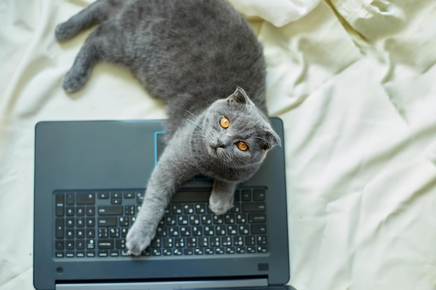 Un simpatico gatto grigio Scottish Fold sdraiato su un computer portatile sul letto